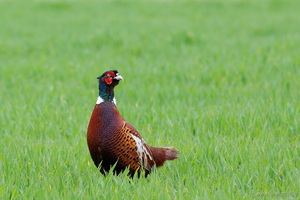 Fasianus Colchicus (Fagiano) 4.jpg